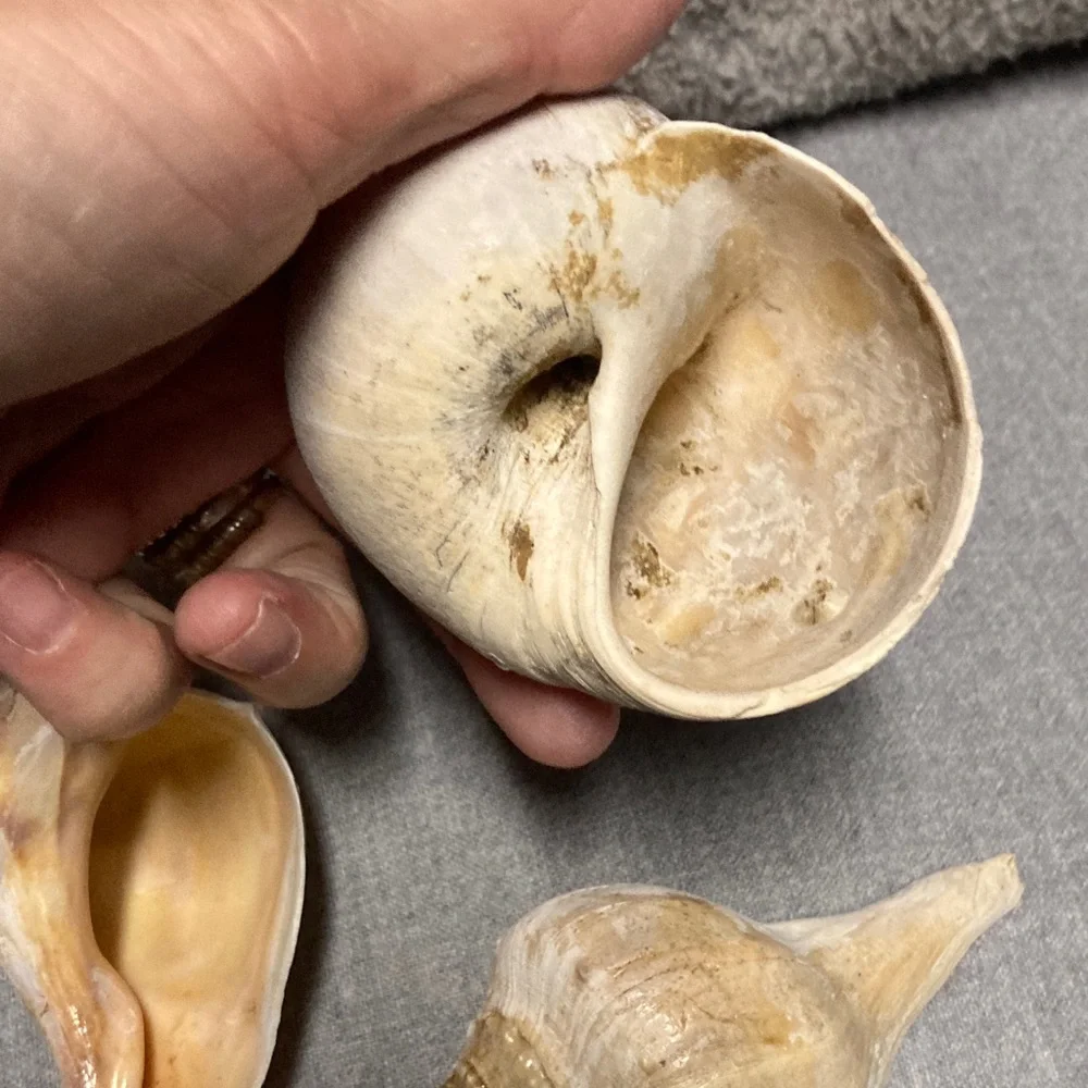 Natural Sea Shell Collection - Picture 3 of 5